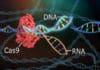 Major Discovery in CRISPR Technology By MIT Researchers Major Discovery in CRISPR Technology By MIT Researchers