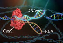 Major Discovery in CRISPR Technology By MIT Researchers Major Discovery in CRISPR Technology By MIT Researchers