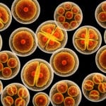 New Cell Structure In Humans Discovered By Scientists