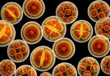 New Cell Structure In Humans Discovered By Scientists