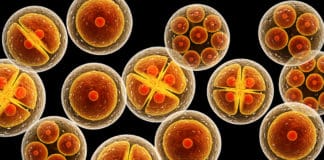 New Cell Structure In Humans Discovered By Scientists