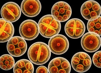 New Cell Structure In Humans Discovered By Scientists New Cell Structure In Humans Discovered By Scientists
