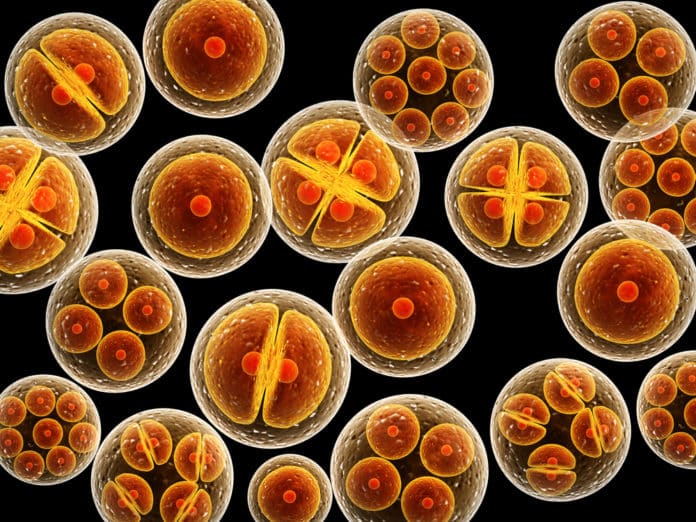 New Cell Structure In Humans Discovered By Scientists