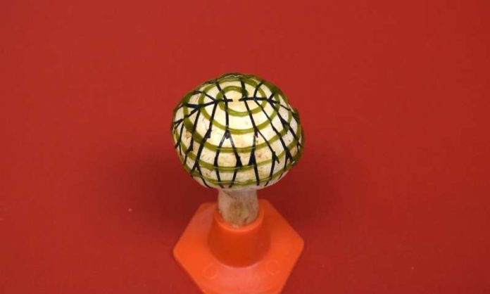 Electricity Generating Bionic Mushrooms - Discovery By Indian Scientists Electricity Generating Bionic Mushrooms - Discovery By Indian Scientists