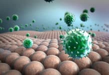 Novel Way To Identify Which Animal Viruses May Affect Humans