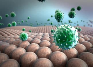 Novel Way To Identify Animal Viruses that May Affect Humans Novel Way To Identify Which Animal Viruses May Affect Humans