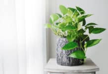 Genetically Modified pothos ivy Plants Can Clean Your Home's Air