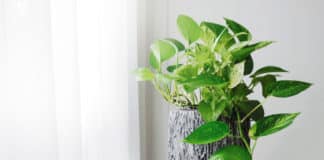 Genetically Modified pothos ivy Plants Can Clean Your Home's Air