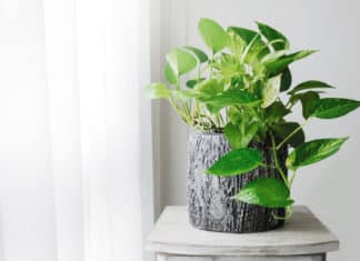 Genetically Modified pothos ivy Plants Can Clean Your Home's Air