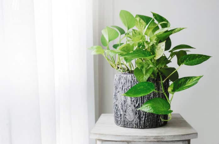 Genetically Modified pothos ivy Plants Can Clean Your Home's Air