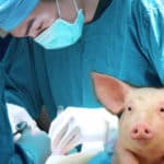 First Xenotransplantation Trial Of Genetically Engineered Skin Cells