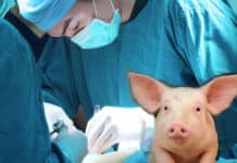 First Xenotransplantation Trial Of Genetically Engineered Skin Cells