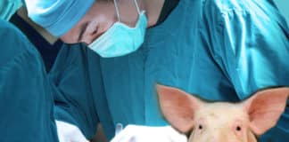 First Xenotransplantation Trial Of Genetically Engineered Skin Cells