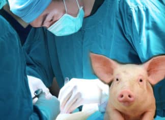 First Xenotransplantation Trial Of Genetically Engineered Skin Cells First Xenotransplantation Trial Of Genetically Engineered Skin Cells