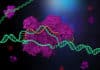 CRISPR Code Cracked For Precise Human Genome Editing
