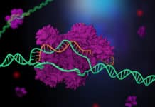 CRISPR Code Cracked For Precise Human Genome Editing
