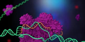 CRISPR Code Cracked For Precise Human Genome Editing