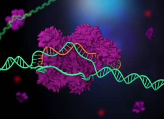 CRISPR Code Cracked For Precise Human Genome Editing CRISPR Code Cracked For Precise Human Genome Editing