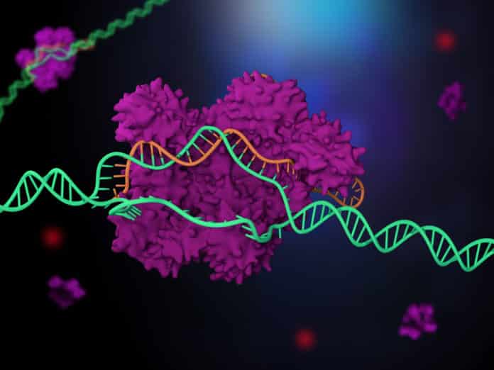 CRISPR Code Cracked For Precise Human Genome Editing