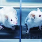 Improvised Alzheimer’s Mouse Model For Precision Medicine