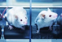 Improvised Alzheimer’s Mouse Model For Precision Medicine