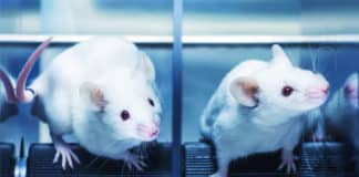 Improvised Alzheimer’s Mouse Model For Precision Medicine