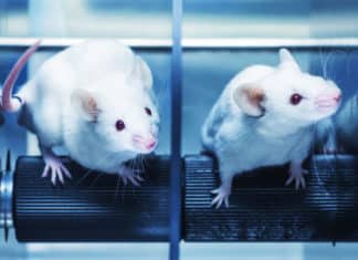 Improvised Alzheimer’s Mouse Model For Precision Medicine Improvised Alzheimer’s Mouse Model For Precision Medicine