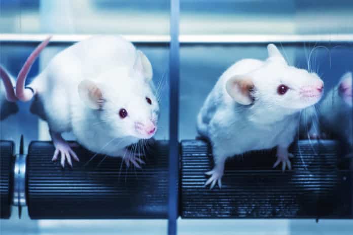 Improvised Alzheimer’s Mouse Model For Precision Medicine