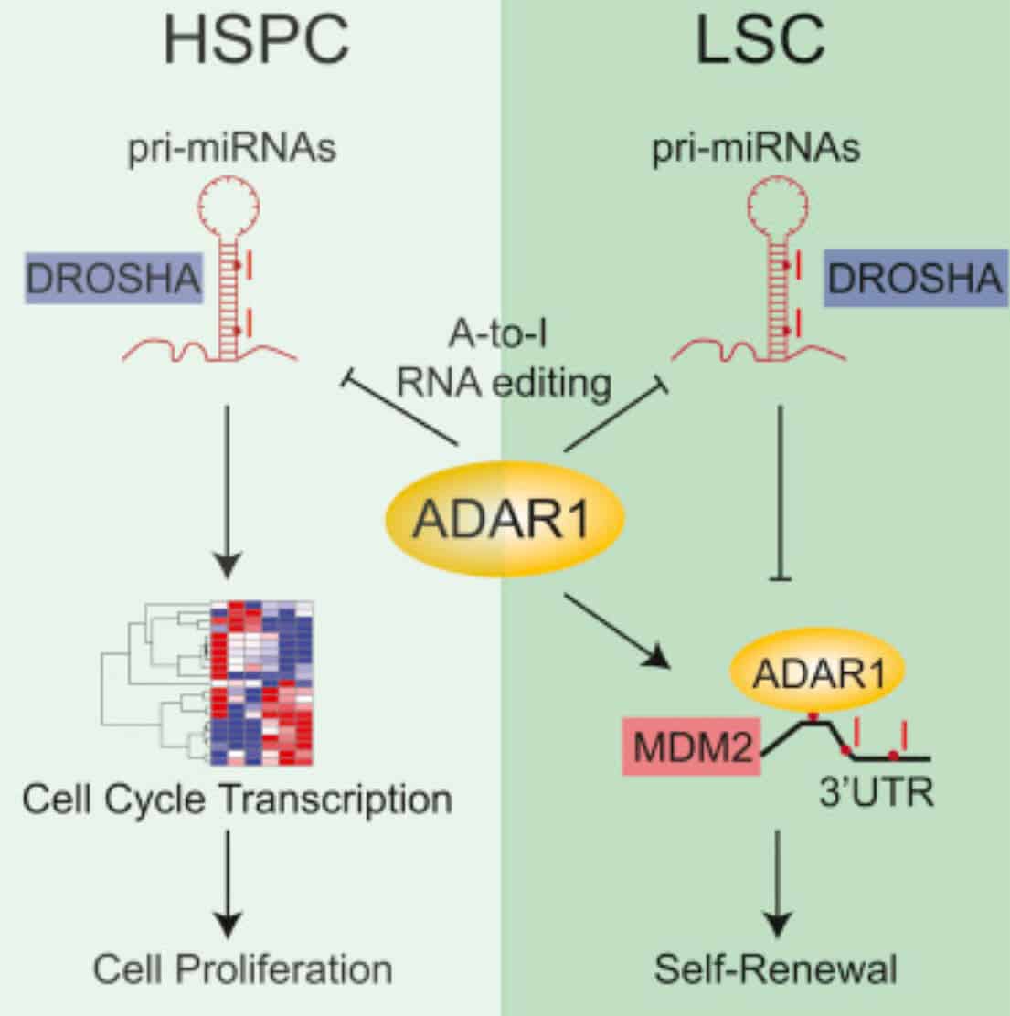 Key Enzyme Discovered For Cancer Stem Cell Elimination: ADAR1