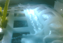 First Ever Plant Grown On Moon By Chinese Researchers : Dead First Ever Plant Grown On Moon By Chinese Researchers : Dead