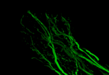 First Imaging Technique That Makes Organism Completely Transparent