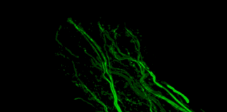 First Imaging Technique That Makes Organism Completely Transparent