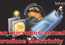Can microbes actually produce electricity ..? Watch the real truth