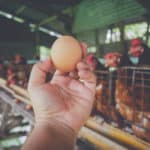 Genetically Modified Chickens That Lay Anti-Cancer Loaded Eggs