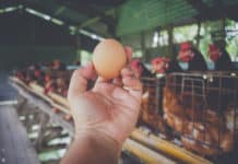 Genetically Modified Chickens That Lay Anti-Cancer Loaded Eggs Genetically Modified Chickens That Lay Anti-Cancer Loaded Eggs