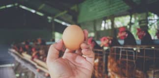 Genetically Modified Chickens That Lay Anti-Cancer Loaded Eggs