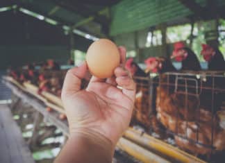 Genetically Modified Chickens That Lay Anti-Cancer Loaded Eggs