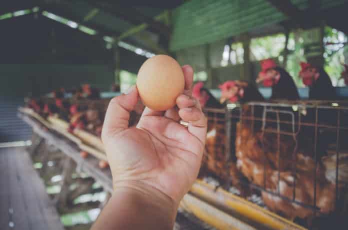 Genetically Modified Chickens That Lay Anti-Cancer Loaded Eggs