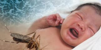 First In Human Clinical Trial For DMAb Against Zika Approved By FDA