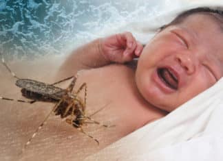 First In Human Clinical Trial For DMAb Against Zika Approved By FDA First In Human Clinical Trial For DMAb Against Zika Approved By FDA