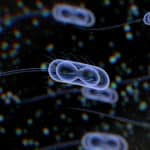 Escherichia coli For Identification Of Human Carcinogenic Proteins
