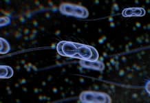 Escherichia coli For Identification Of Human Carcinogenic Proteins Escherichia coli For Identification Of Human Carcinogenic Proteins