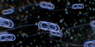 Escherichia coli For Identification Of Human Carcinogenic Proteins