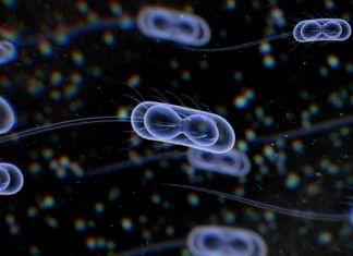 Escherichia coli For Identification Of Human Carcinogenic Proteins Escherichia coli For Identification Of Human Carcinogenic Proteins