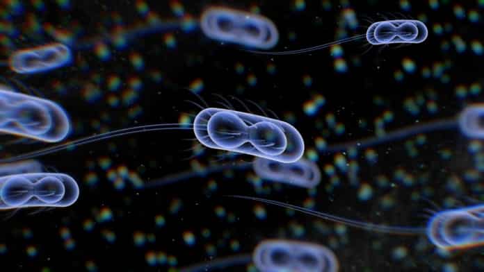 Escherichia coli For Identification Of Human Carcinogenic Proteins