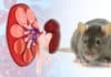 Scientists A Step Closer In Generating Made-To-Order Human Kidney Scientists A Step Closer In Generating Made-To-Order Human Kidney