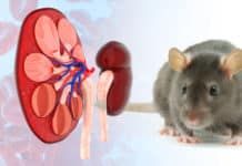 Scientists A Step Closer In Generating Made-To-Order Human Kidney Scientists A Step Closer In Generating Made-To-Order Human Kidney