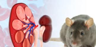 Scientists A Step Closer In Generating Made-To-Order Human Kidney 