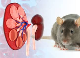 Scientists A Step Closer In Generating Made-To-Order Human Kidney 