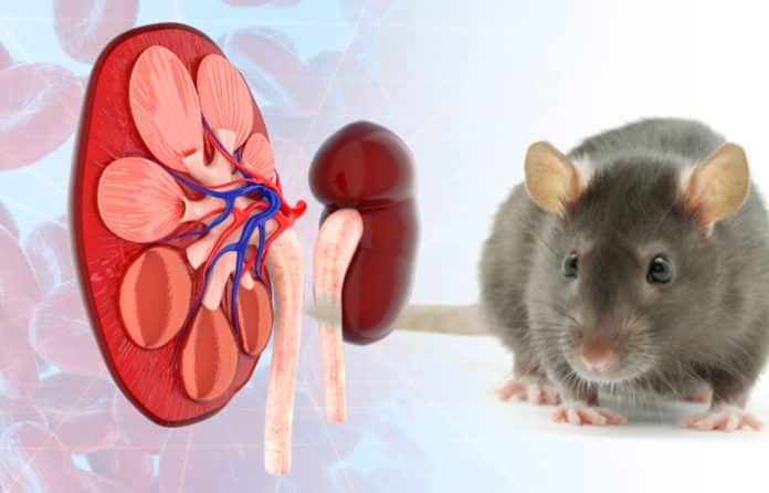 Scientists A Step Closer In Generating Made-To-Order Human Kidney 